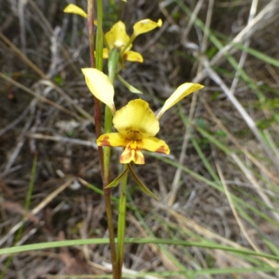 Diuris nigromontana (Black Mountain Leopard Orchid) at Canberra Central, ACT - 12 Oct 2016 by RWPurdie