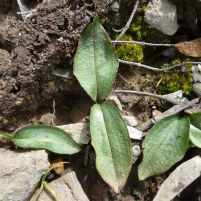 Chiloglottis reflexa (Short-clubbed Wasp Orchid) at Acton, ACT - 12 Oct 2016 by RWPurdie