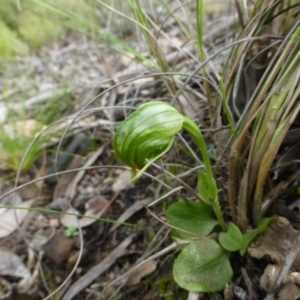 Pterostylis nutans at Acton, ACT - 12 Oct 2016