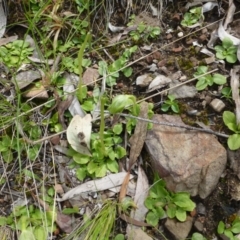 Pterostylis nutans at Acton, ACT - 12 Oct 2016