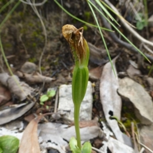 Pterostylis nutans at Acton, ACT - 12 Oct 2016