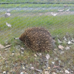 Tachyglossus aculeatus (Short-beaked Echidna) at Mulligans Flat - 12 Oct 2016 by GarethQ