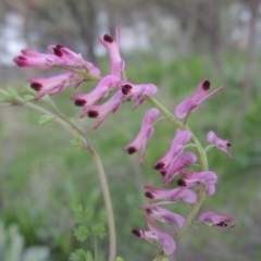 Fumaria sp. (Fumitory) at Paddys River, ACT - 2 Oct 2016 by MichaelBedingfield