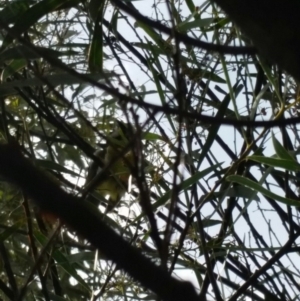 Falcunculus frontatus at Gigerline Nature Reserve - 12 Oct 2016