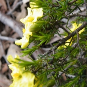 Hibbertia calycina at Acton, ACT - 10 Oct 2016 12:00 AM