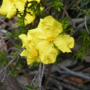 Hibbertia calycina at Acton, ACT - 10 Oct 2016