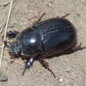 Dasygnathus sp. (genus) at Tennent, ACT - 7 Feb 2016