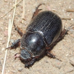 Dasygnathus sp. (genus) at Tennent, ACT - 7 Feb 2016