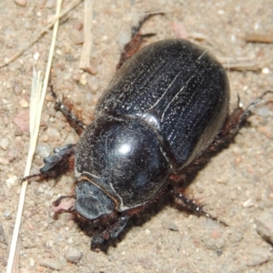 Dasygnathus sp. (genus) at Tennent, ACT - 7 Feb 2016