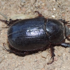 Dasygnathus sp. (genus) at Tennent, ACT - 7 Feb 2016