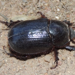 Dasygnathus sp. (genus) at Tennent, ACT - 7 Feb 2016 08:15 PM