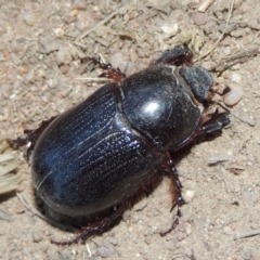 Dasygnathus sp. (genus) at Tennent, ACT - 7 Feb 2016 08:15 PM