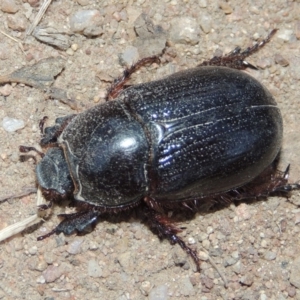 Dasygnathus sp. (genus) at Tennent, ACT - 7 Feb 2016