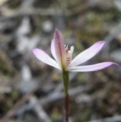 Caladenia fuscata (Dusky Fingers) at Acton, ACT - 9 Oct 2016 by Ryl