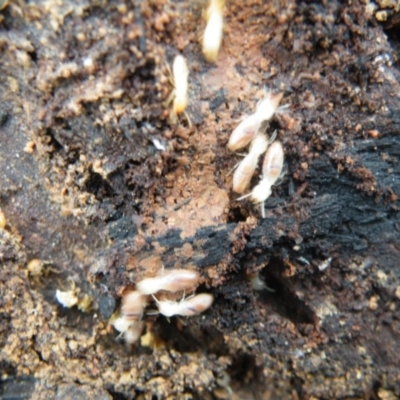 Coptotermes sp. (genus) (Termite) at Acton, ACT - 9 Oct 2016 by Ryl