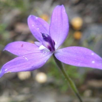 Glossodia major (Wax Lip Orchid) at Point 5831 - 10 Oct 2016 by Ryl