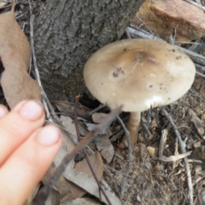 Oudemansiella gigaspora group at Acton, ACT - 10 Oct 2016 12:00 AM