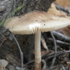 Oudemansiella gigaspora group at Acton, ACT - 10 Oct 2016 12:00 AM