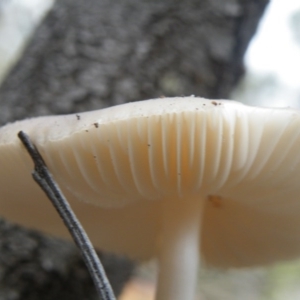 Oudemansiella gigaspora group at Acton, ACT - 10 Oct 2016 12:00 AM