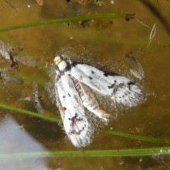 Philobota lysizona (A concealer moth) at Acton, ACT - 9 Oct 2016 by Ryl