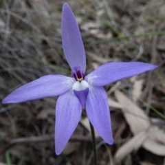 Glossodia major (Wax Lip Orchid) at Gungahlin, ACT - 12 Oct 2016 by CedricBear