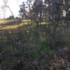 Craspedia variabilis (Common Billy Buttons) at Mulligans Flat - 13 Oct 2016 by JasonC