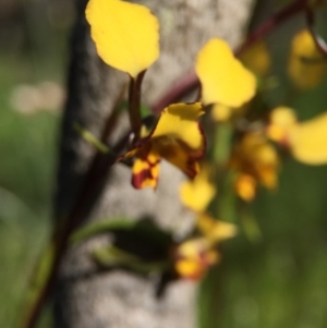 Diuris pardina at Majura, ACT - suppressed