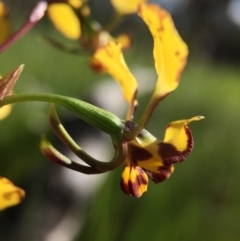 Diuris pardina at Majura, ACT - suppressed