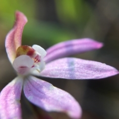 Caladenia sp. (A Caladenia) at Majura, ACT - 13 Oct 2016 by JasonC