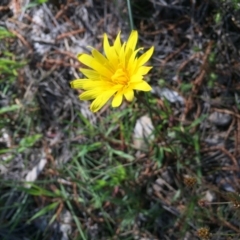 Microseris walteri at Majura, ACT - 13 Oct 2016