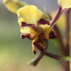 Diuris pardina (Leopard Doubletail) at Majura, ACT - 13 Oct 2016 by JasonC