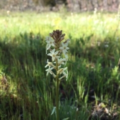 Stackhousia monogyna (Creamy Candles) at Majura, ACT - 13 Oct 2016 by JasonC