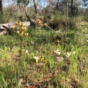 Diuris pardina at Majura, ACT - suppressed