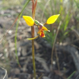 Diuris nigromontana at Acton, ACT - 12 Oct 2016