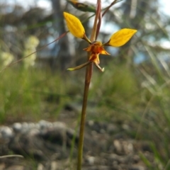 Diuris nigromontana at Acton, ACT - 12 Oct 2016