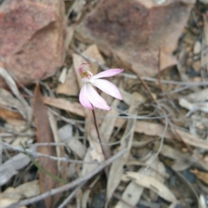 Caladenia fuscata at Point 5140 - suppressed