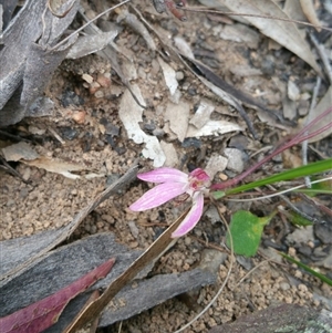 Caladenia fuscata at Point 5140 - suppressed