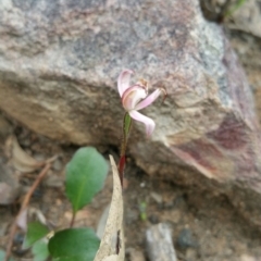 Caladenia fuscata at Point 5140 - suppressed