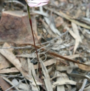 Caladenia fuscata at Point 5140 - suppressed