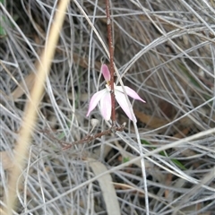 Caladenia fuscata at Point 5140 - suppressed