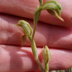 Oligochaetochilus aciculiformis at Acton, ACT - suppressed