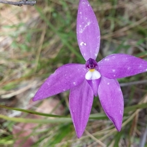 Glossodia major at Point 5595 - suppressed