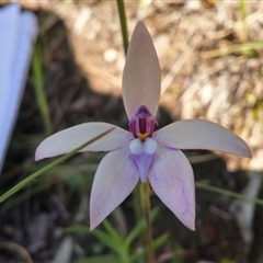 Glossodia major at Point 5595 - suppressed