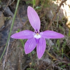 Glossodia major at Point 5595 - suppressed