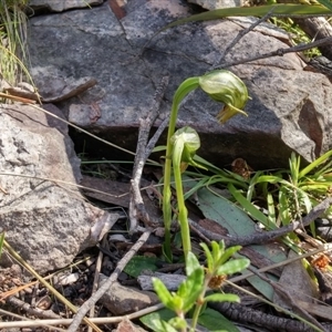 Pterostylis nutans at Point 5595 - 13 Oct 2016