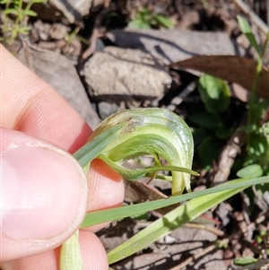 Pterostylis nutans at Point 5595 - 13 Oct 2016