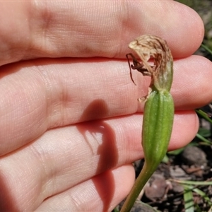 Pterostylis nutans at Point 5595 - 13 Oct 2016