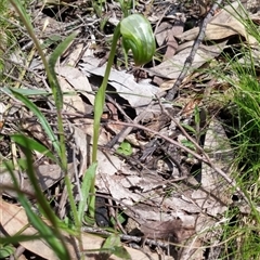 Pterostylis nutans at Point 5595 - 13 Oct 2016