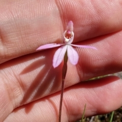 Caladenia fuscata (Dusky Fingers) at Point 5595 - 13 Oct 2016 by NickWilson