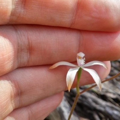 Caladenia ustulata (Brown Caps) at Acton, ACT - 13 Oct 2016 by NickWilson
